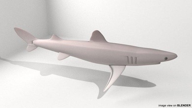 picado tiburón lucio mandíbulas santificar Oceano mar pez acuático branquia hendiduras aleta 3d print model - Mito3D