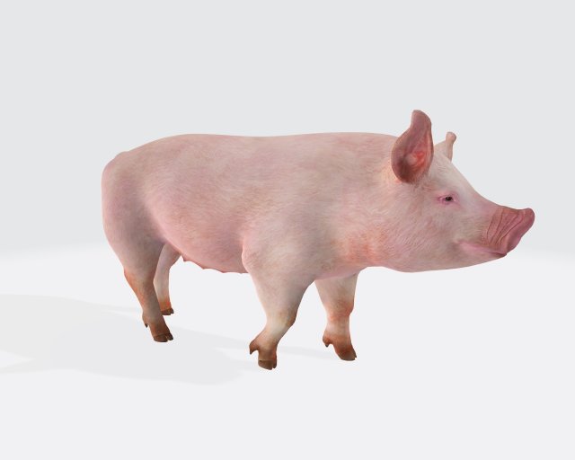 rosa maiale pronto to stampa 3d modello in scultura 3dexport porcellino maialino animali mammifero realistico truccato miscelatore femmina carattere natura azienda agricola suino carina maya pelliccia giovane zbrush cute pig 3D print model - Mito3D