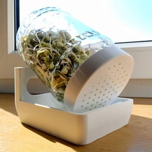 plant germination bowl kitchen health healthy food 3d print model - Mito3D