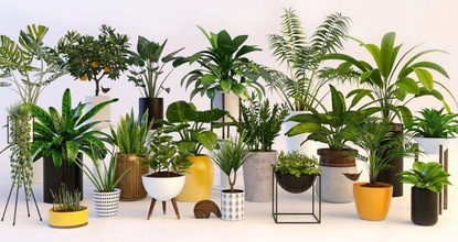 bitkiler bitki avuç içi tencere ağaç 3d print model - Mito3D