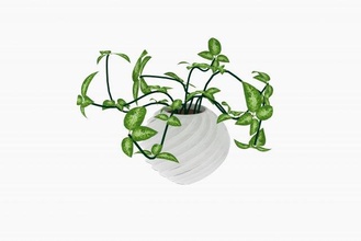 pflanzen 3d modell busch 3dexport epipremnum pflanze zimmerpflanzen vase blume topf weiß blumentopf botanisch baum flora grün topfpflanze 3d print model - Mito3D