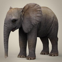poly baby elephant animal mammal zoo wild life child fantasy game max maya african nature tusk safari trunk realistic 3d print model - Mito3D