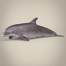 poly delfin 3d modell 3dexport wal wasser meer ozean fisch tier wild haustier spiel fantasie tursiop truncatus flosse marine säugetier schwimmen textur 3d print model - Mito3D