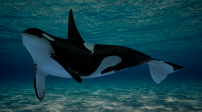 poly Orca Mörder Wal Ozean Tier Meer 3d print model - Mito3D