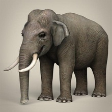 poly realistic elephant animal mammal zoo wild life fantasy game max maya african nature tusk safari trunk detailed hathi 3d print model - Mito3D