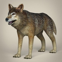 poly realistic wolf 3d model in wildlife 3dexport wolves mastiff pitbull rottweiler labrador shepherd boxer dane dog werewolf animal mammal wild game fantasy safari 3d print model - Mito3D
