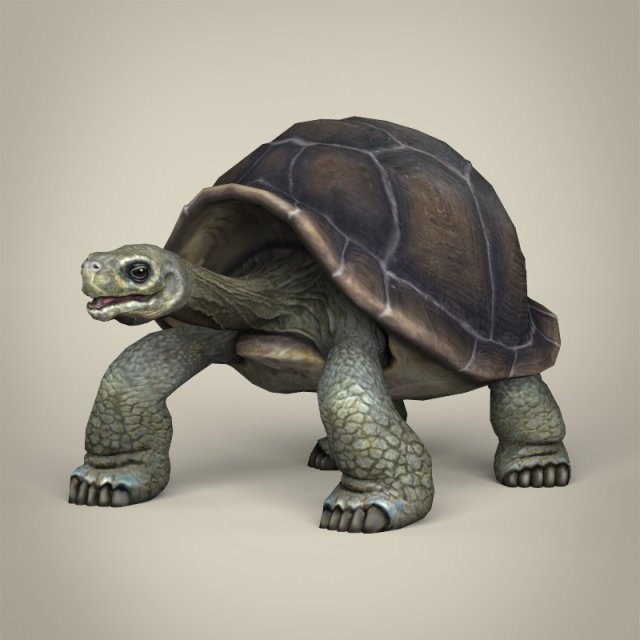 poly tortoise turtle lizard dragon galapagos dinosaur animal mammal reptile tropical shell game fantasy texture material cartoon realistic 3D print model - Mito3D