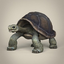 escuela politécnica tortuga Tortuga lagartija continuar galápagos dinosaurio animal mamífero reptil tropical cáscara juego fantasía textura material dibujos animados realista 3d print model - Mito3D