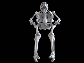 polygonal skeleton 3d print model in biology 3dexport 3d print model - Mito3D
