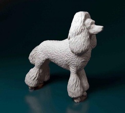 caniche chien animal printready stl obj imprimable 3d print model - Mito3D