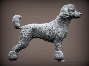 poodle 3d impressão modelo in escultura 3dexport cão natureza mamífero animal estatueta lembrança esculpir arte esculturas estátua 3d print model - Mito3D