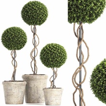 konserviert buchsbaum baum topiary rh innen pflanze 220 3d modell busch 3dexport wiederherstellung hardware vase 3d print model - Mito3D