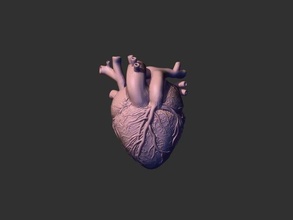 yazdırmaya hazır kalp 3d yazdır model in figürinler 3dexport ilaç insan izole etmek human heart vücut 3dprint bilim aşk tanrısı arter damarlar kan 3d print model - Mito3D