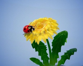 yazdırmaya hazır uğur böceği çiçek 3d yazdır model in oyuncaklar 3dexport karahindiba heykelcik üfleme topu böcek hanım inek doğa bitki örtüsü botanik ayçiçeği minyatürler oyuncak 3d print model - Mito3D