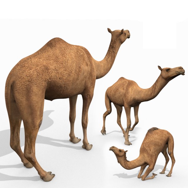 profesyonel deve 8k 3d animasyonlu model çöl Arap doğa hayvan arazi memeliler memeli hayvanlar tek hörgüçlü Su kuvvetli Afrika safari kuru Sıcak fbx 3D print model - Mito3D