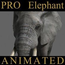 pro elephant - animated photorealistic animal mammal animals african savannah maya 3ds obj max brunoismael tusker giant game animation zoo rigged 3d print model - Mito3D