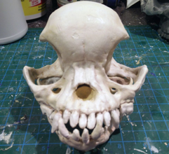 boksör kafatası 3d yazdır model in heykel 3dexport köpek eski pug skull kemikler hayvan doğa iskelet tarih köpekler 3d print model - Mito3D