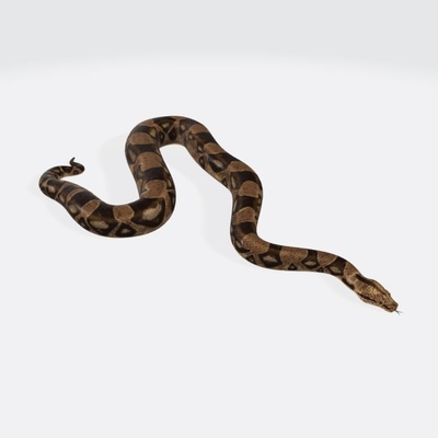 piton yılan hazır to yazdır 3d model in heykel 3dexport pitonlar yılanlar yaban hayatı sürüngenler engerek zehirli hayvanlar yaratıklar sürüngen hayvan karakter siyah zehir python snake vahşi jartiyer ısırmak anaconda boa 3d print model - Mito3D