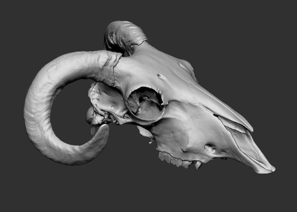 ariete cranio animale Stampa 3D print model - Mito3D
