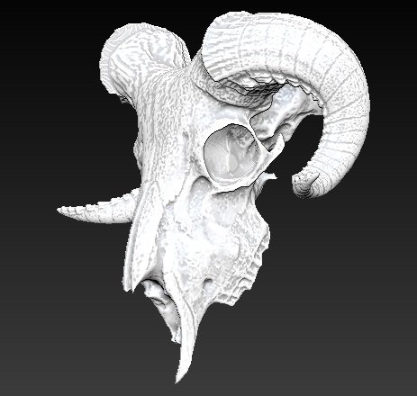 ariete cranio capra animale pecore mammifero corno vray scheletrico scheletro arredamento decorazione osso testa 3dprinter stampabile 3D print model - Mito3D