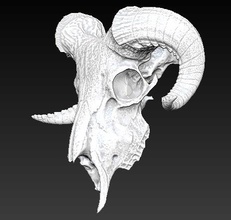 ram skull goat animal sheep mammal ram horn vray skeletal skeleton skull decor decoration bone head 3dprinter printable