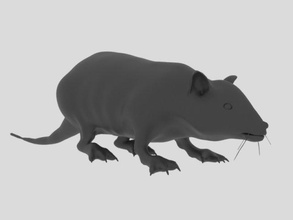 rat animal zoo zeezoo wild wildlife 3dprinter 3dprinting 3d print model - Mito3D