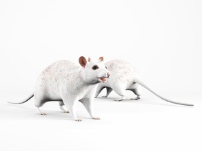rat lowpoly 3d model in rodent 3dexport cute tail animal isolated curiosity mouse mammal studio cartoon nature white poly hair brown game animals 3d print model - Mito3D