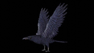raven black crow bird 3d print model - Mito3D