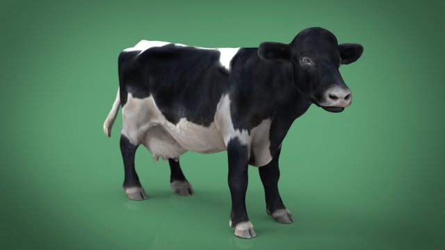 realistisch kuh 3d modell 3dexport tier säugetier milch bauernhof natur pferd lebensmittel schaf horn stier cowboy westen toro käse ternär schroff huf lamm 3D print model - Mito3D