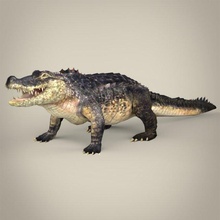 gerçekçi timsah sürüngen hayvan aligator amfibi vahşi yaban hayatı Morelli Ruslar zooloji Bilim hayvanat bahçesi oyun fantezi poli 3d print model - Mito3D
