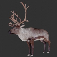 reindeer santa claus clause deer 3d print model - Mito3D