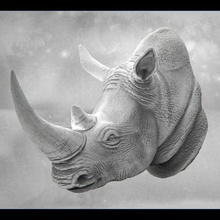 rhino bust printable statue nature animal rhinoceros portrait head horn land mammal sculpture rinoceronte busto zoo safari hunt art 3d print model - Mito3D