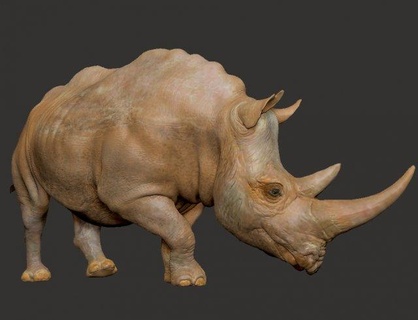 rhinoceros animals mamifero africa animal great herbivorous horned horn white whiterinoceros 3d print model - Mito3D
