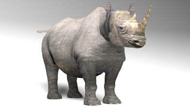 rinoceronte animal mamífero cuerno naturaleza realista África juego lowpoly salvaje fauna silvestre cuerpo animales herbívoro peligro extinción masculino hembra 3d print model - Mito3D