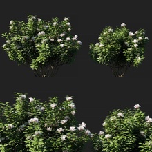 rhododendron schwarz 01 3d modell busch 3dexport blume gras pflanze baum innen draussen grün außen 3d print model - Mito3D