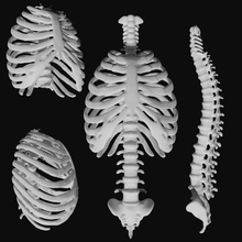 costilla jaula equipado columna vertebral 3d modelo in anatomía 3dexport acorde espinal médula 3d print model - Mito3D