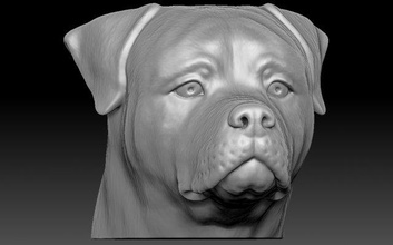 rottweiler testa 3d stampa terrier amstaff dobermann husky fallimento dane cane animale scultura anatomia francese bulldog pitbull shih tzu labrador pug bassotto 3d print model - Mito3D