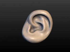 round ear part body anatomy human people art 3d print model - Mito3D