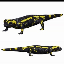 salamandra 3d print model - Mito3D