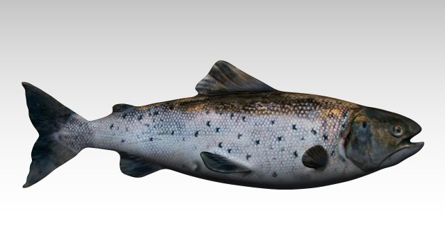 Lachs Fisch 3D print model - Mito3D