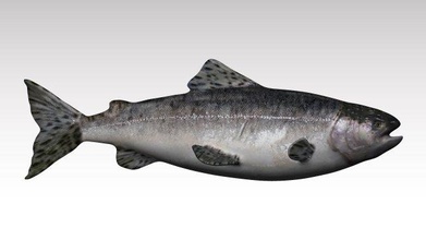 salmone pesce 3d print model - Mito3D