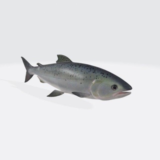 Somon balık hayvan hazır Yazdır heykel somon alabalık Atlantik taze tazelik deniz okyanus vahşi hayvanlar suda yaşayan Balık tutma beyaz yaban hayatı fbx düşük poli gerçekçi 3d print model - Mito3D