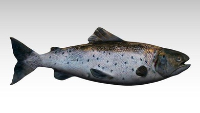 salmon fish 3d print model - Mito3D
