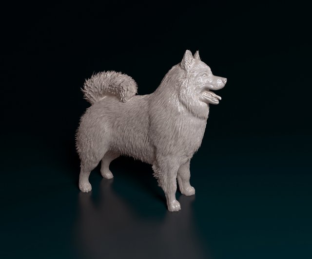 samoiedo cão animal printready stl obj imprimível 3D print model - Mito3D