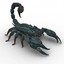 escorpião manipulado 3d modelo in caranguejo 3dexport animal inseto alto qualidade preço pobre jogos pronto 3d print model - Mito3D