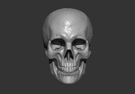 scull anatomy gamedev sculpt 3dprint bone head character sceleton horror highpoly realism death modeling bodypart stl human man jaw teeth 3d print model - Mito3D