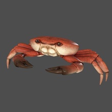 mer crabe 3d modèle in 3dexport animal texture gréement arthropode personnage organisme créature faune marin vie nature gréé océan 3d print model - Mito3D