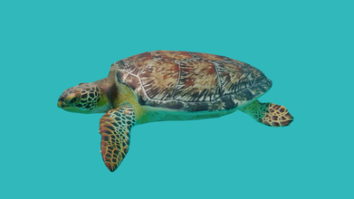 mar Tortuga costuras Oceano reptil salvaje animal necio rigged character animated nadando cáscara 3d print model - Mito3D