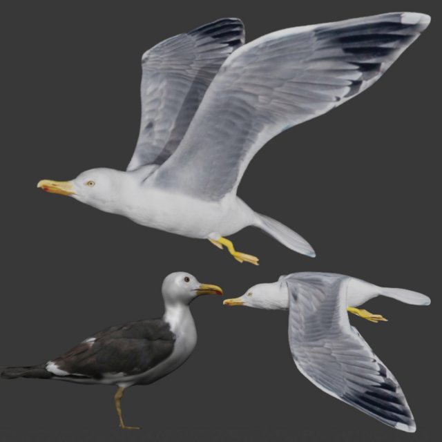 seagull bird 3D print model - Mito3D