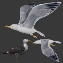 gabbiano uccello 3d print model - Mito3D